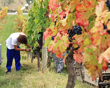 In vigna - Primavera