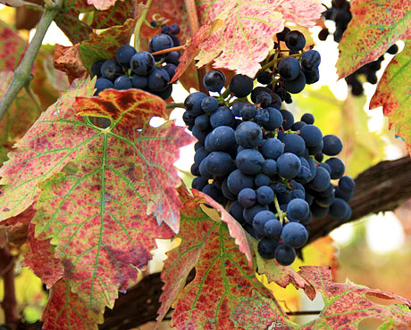 In vigna - Primavera