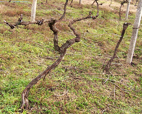 In vigna - Primavera