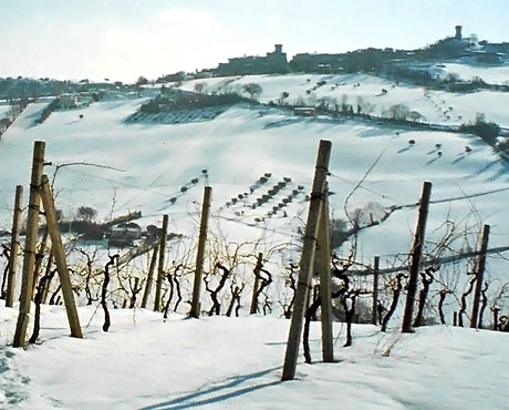 In vigna - Primavera