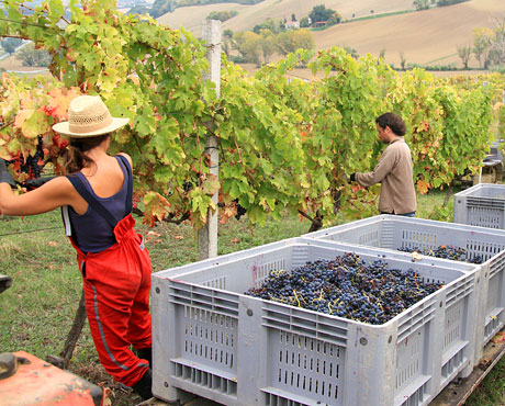 La Vendemmia