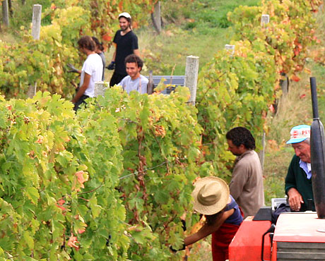 La Vendemmia